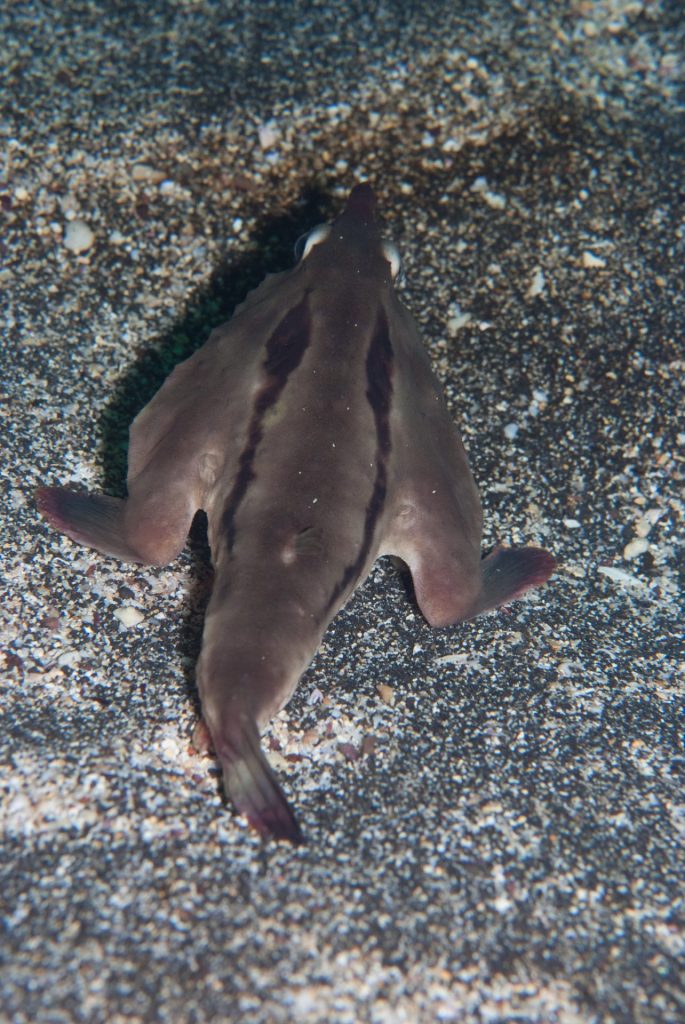 Naked Mole-Rat 20th Anniversary at the Smithsonian’s National Zoo